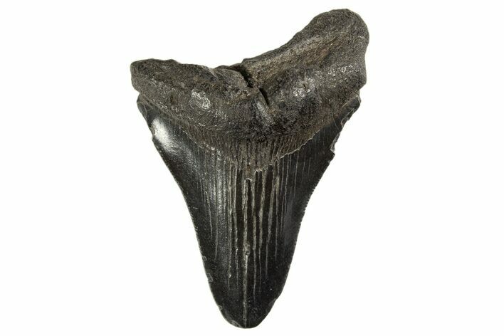 Juvenile Megalodon Tooth - South Carolina #312112